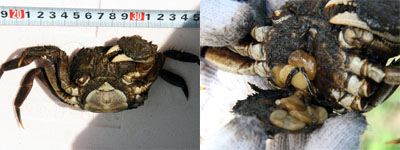 幻の海洋生物だった モクズガニに寄生するフクロムシ なにわ海洋生物研究所 別館