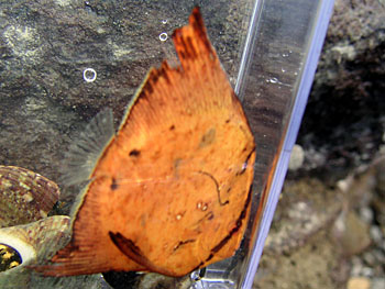 ナンヨウツバメウオの幼魚 なにわ海洋生物研究所 別館