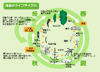 のり ノリ 海苔 なにわ海洋生物研究所 別館